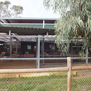 Domestics Petting Area - Caversham Wildlife Park