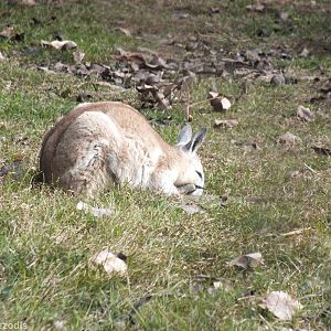 Northern Nailtail Wallaby - Caversham Wildlife Park