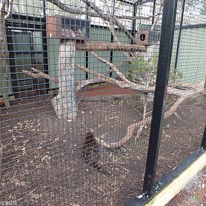 Spotted-tail Quoll Enclosure - Caversham Wildlife Park