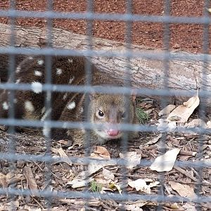 Spotted-tail Quoll - Caversham Wildlife Park