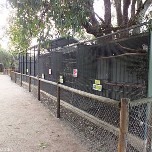 Corella and Major Mitchell Cockatoo Enclosures - Caversham Wildlife Park