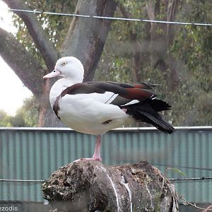 Radjah Shelduck - Caversham Wildlife Park