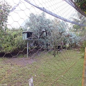 Large Aviary - Caversham Wildlife Park