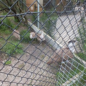 Australian Bustards - Caversham Wildlife Park