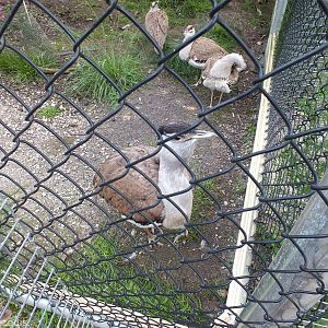 Australian Bustards - Caversham Wildlife Park