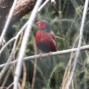 Crimson Finch - Caversham Wildlife Park