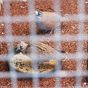 Flock Bronzewing - Caversham Wildlife Park