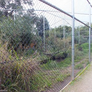 Black-breasted Buzzard Aviary - Caversham Wildlife Park
