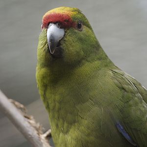 Yellow-fronted kakariki