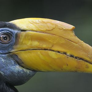 Wrinkled hornbill female