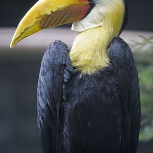 Wrinkled hornbill male