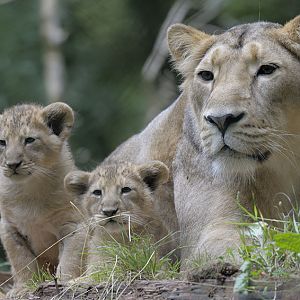 Asian lioness + cubs