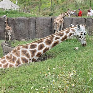 SERENGA - Giraffes