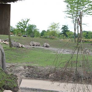 SERENGA - part of African plain