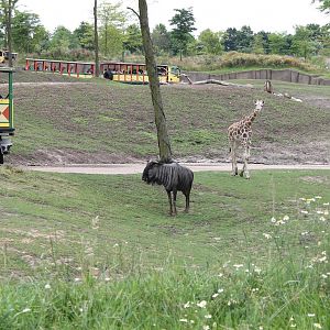 SERENGA - Trucks and animals