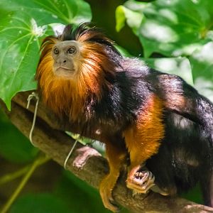 Golden-headed lion tamarins in the Parker Aviary