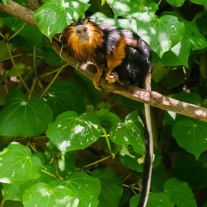 Golden-headed lion tamarins in the Parker Aviary