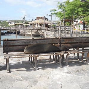 Gal?pagos sea lion sleeping on a bench
