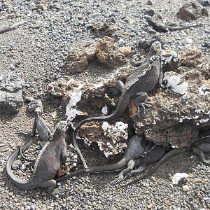 Marine iguanas