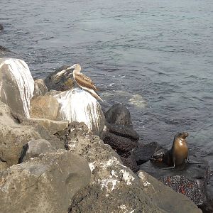 Booby and sea lion