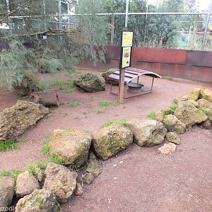 Echina Enclosure - Caversham Wildlife Park