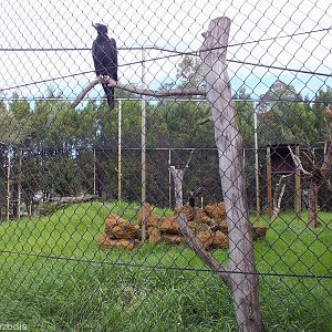 Wedge-tailed Eagle and Enclosure - Caversham Wildlife Park