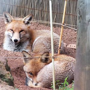 Red Foxes - Caversham Wildlife Park