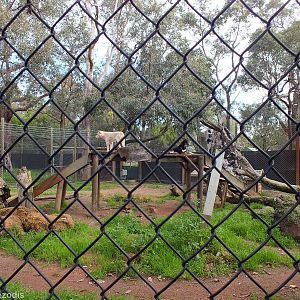 One of Two Dingo Enclosures - Caversham Wildlife Park