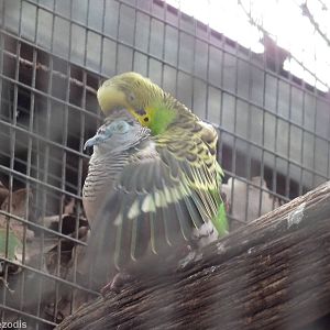 Budgie Trying to Mate with Diamond Dove! - Caversham Wildlife Park