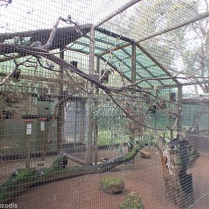 Mixed Species Aviary - Caversham Wildlife Park