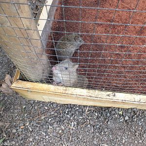 Long-nosed Potoroos - Caversham Wildlife Park