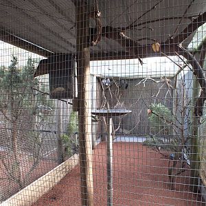 Black Flying-fox and Sugar Glider Encosure - Caversham Wildlife Park