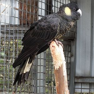 Yellow-tailed Black-cockatoo - Caversham Wildlife Park