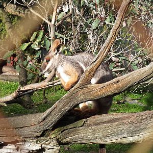 Yellow-footed Rock-wallaby - Caversham Wildlife Park