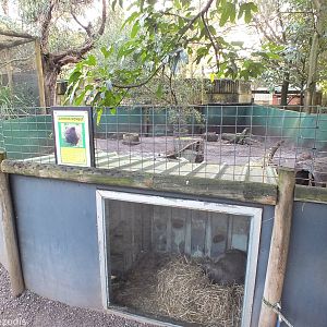 Common Wombat Enclosure - Caversham Wildlife Park