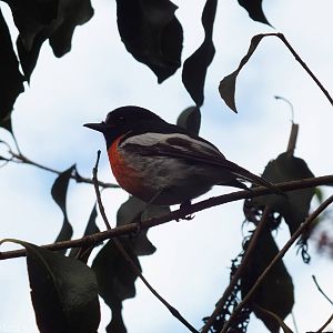 Wild Scarlet Robin - Caversham Wildlife Park