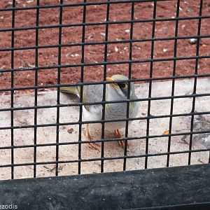 Yellow-throated Miner - Caversham Wildlife Park