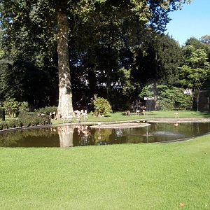 Carribean flamingo enclosure