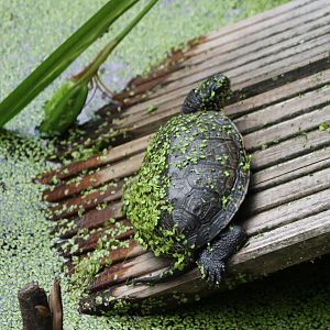 European pond turtle