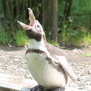 Humboldt penguin