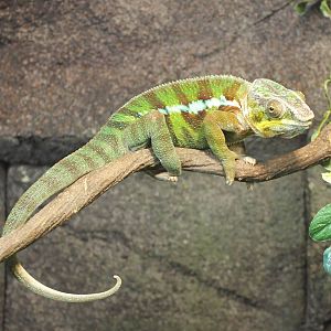 Panther chameleon