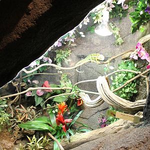 Enclosure Panther chameleon