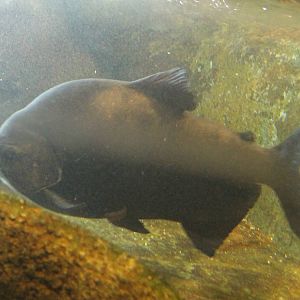 Pacu