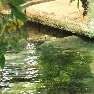 Cuvier's dwarf caiman