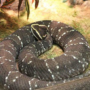 Mexican mocassinsnake