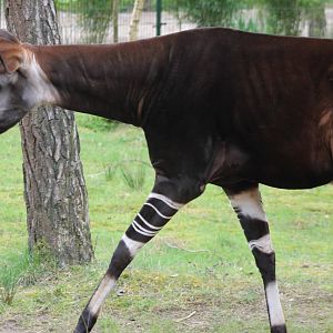 Okapi