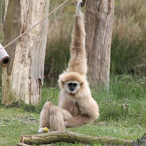 White-handed gibbon
