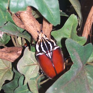 Goliath Beetle (Goliathus goliatus)