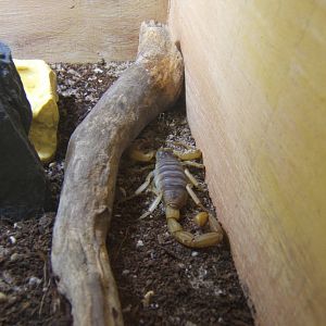 Giant Hairy Scorpion (Hadrurus arizonensis)