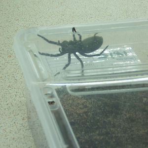 Desertas Wolf Spider